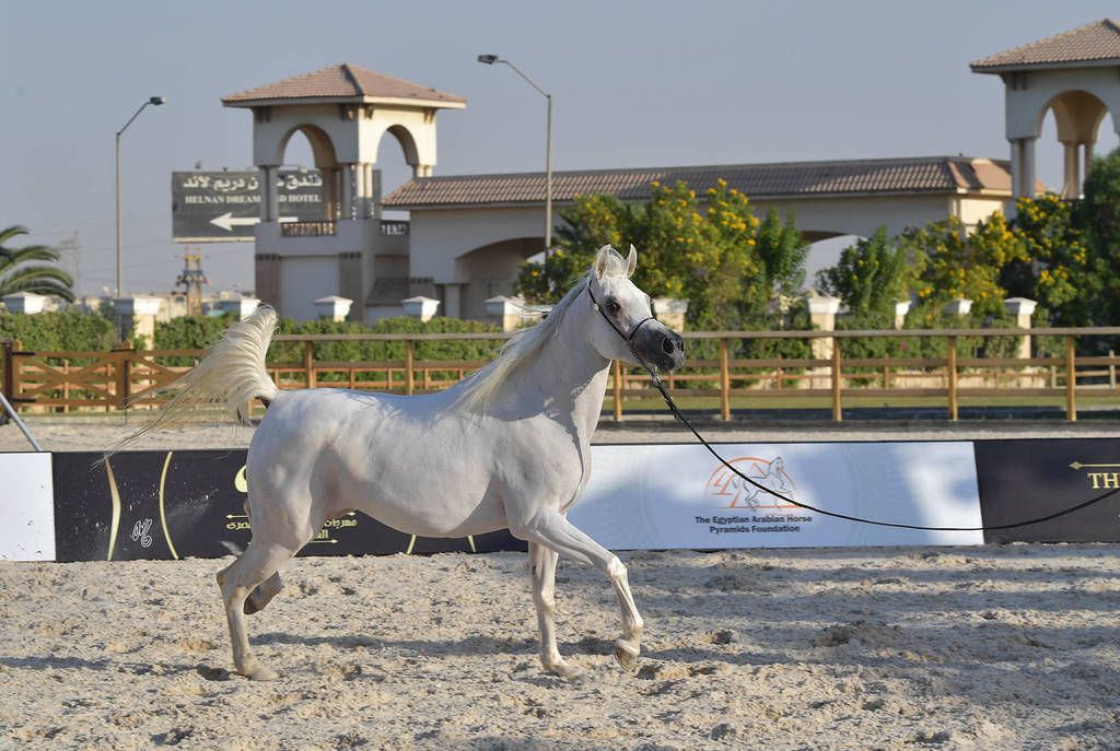 Mares 5-7 Years: Rahma Omar