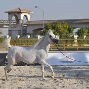 Mares 5-7 Years: Rahma Omar