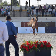 Mares 5-7 Years: Maymouna Al Qusar