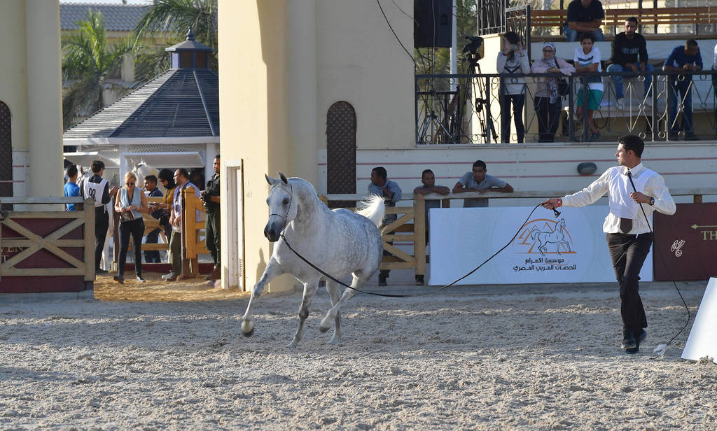 Mares 5-7 Years: Haya Badrawi