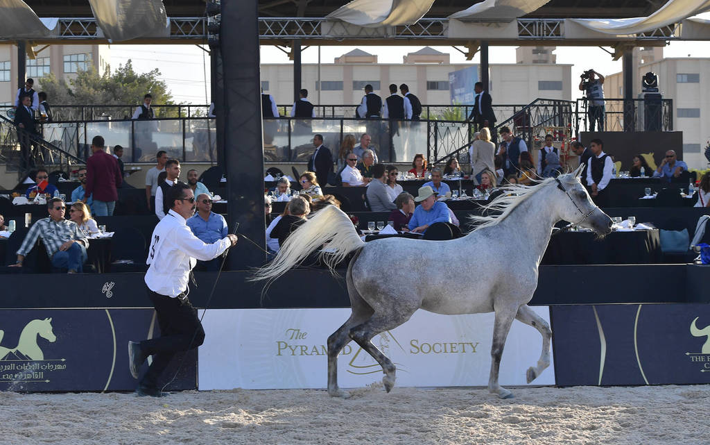 Mares 5-7 Years: Al Amira Al Raquassa