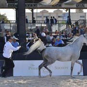 Mares 5-7 Years: Al Amira Al Raquassa