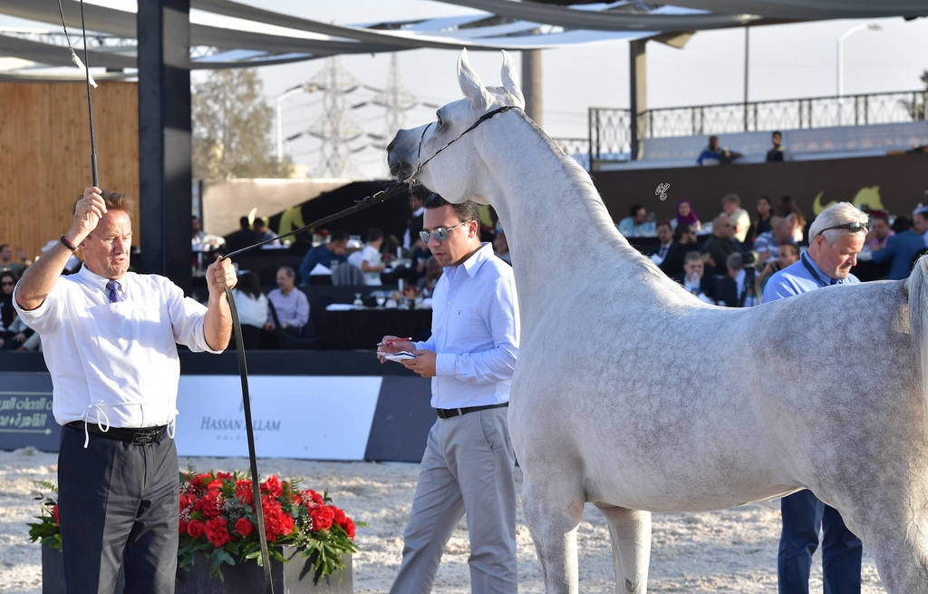 Mares 5-7 Years: Tee El Gamil