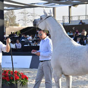 Mares 5-7 Years: Tee El Gamil