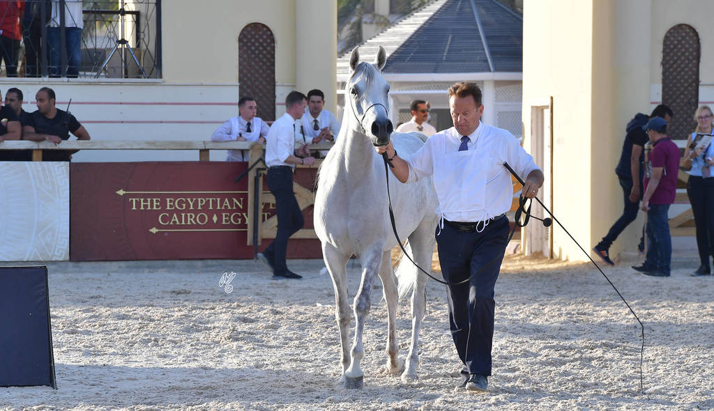 Mares 5-7 Years: Tee El Gamil