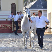 Mares 5-7 Years: Tee El Gamil