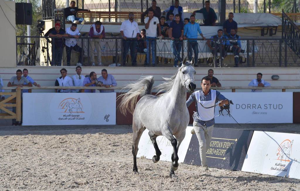 Mares 3-4 Years: Anood Al Asayel