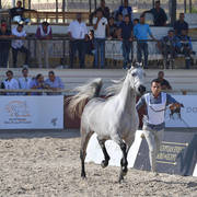 Mares 3-4 Years: Anood Al Asayel