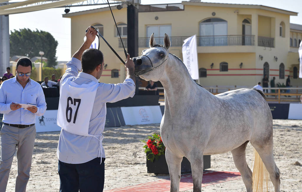 Mares 3-4 Years: Nesma Tahani