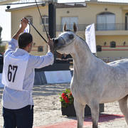 Mares 3-4 Years: Nesma Tahani