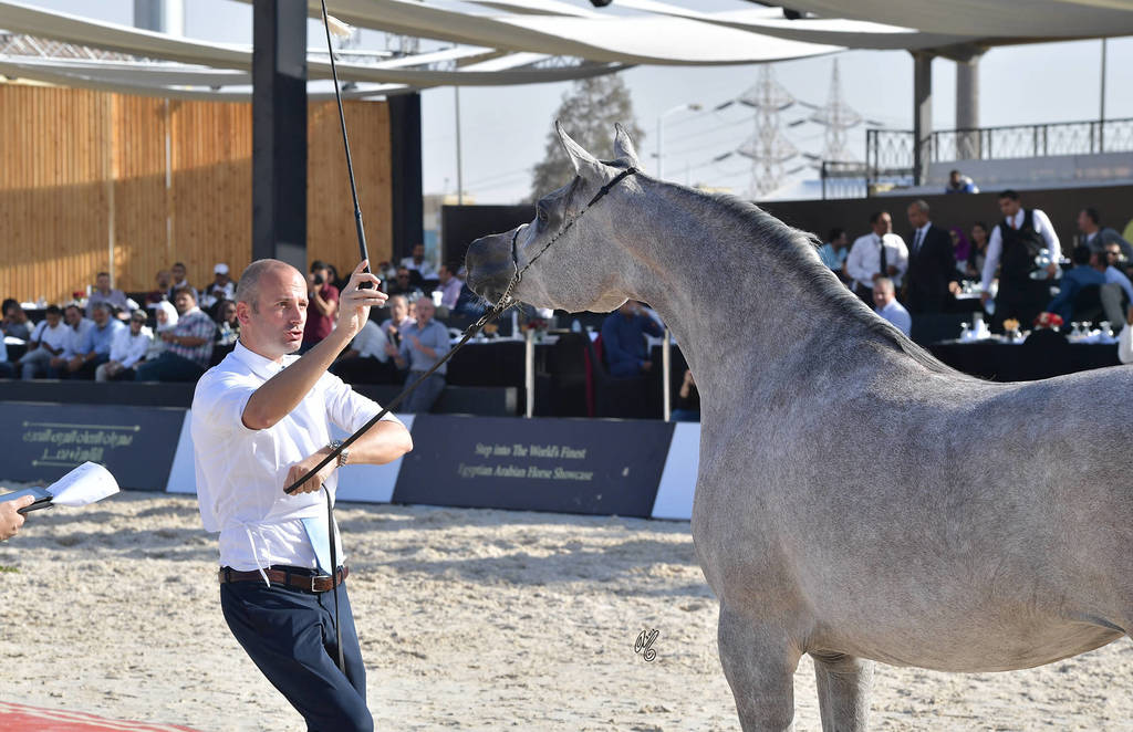 Mares 3-4 Years: Amina El Gabry 