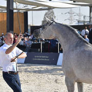 Mares 3-4 Years: Amina El Gabry 