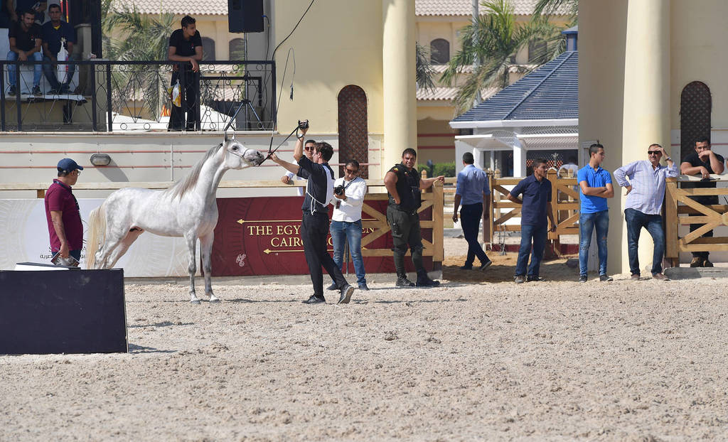 Two Year Old Colts: Hilaly Omar