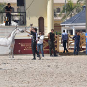 Two Year Old Colts: Hilaly Omar