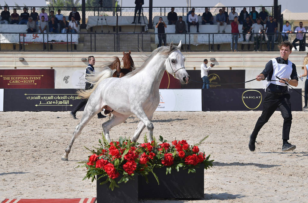 Two Year Old Colts: Hilaly Omar