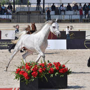 Two Year Old Colts: Hilaly Omar