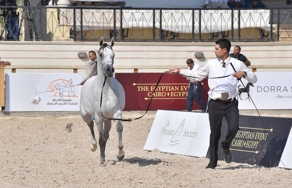 Two Year Old Fillies: Ghalia Badrawi