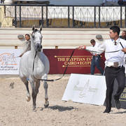 Two Year Old Fillies: Ghalia Badrawi
