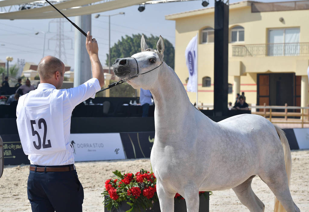 Two Year Old Fillies: Bashasha El Gabry