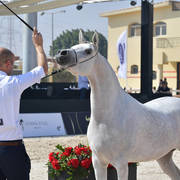 Two Year Old Fillies: Bashasha El Gabry
