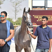 Two Year Old Fillies: Baarilla El Farida