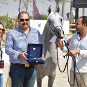 Two Year Old Fillies: Safyaa Al Jaidaa