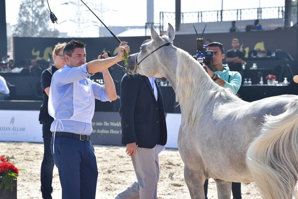 Two Year Old Fillies: Safyaa Al Jaidaa