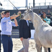 Two Year Old Fillies: Safyaa Al Jaidaa