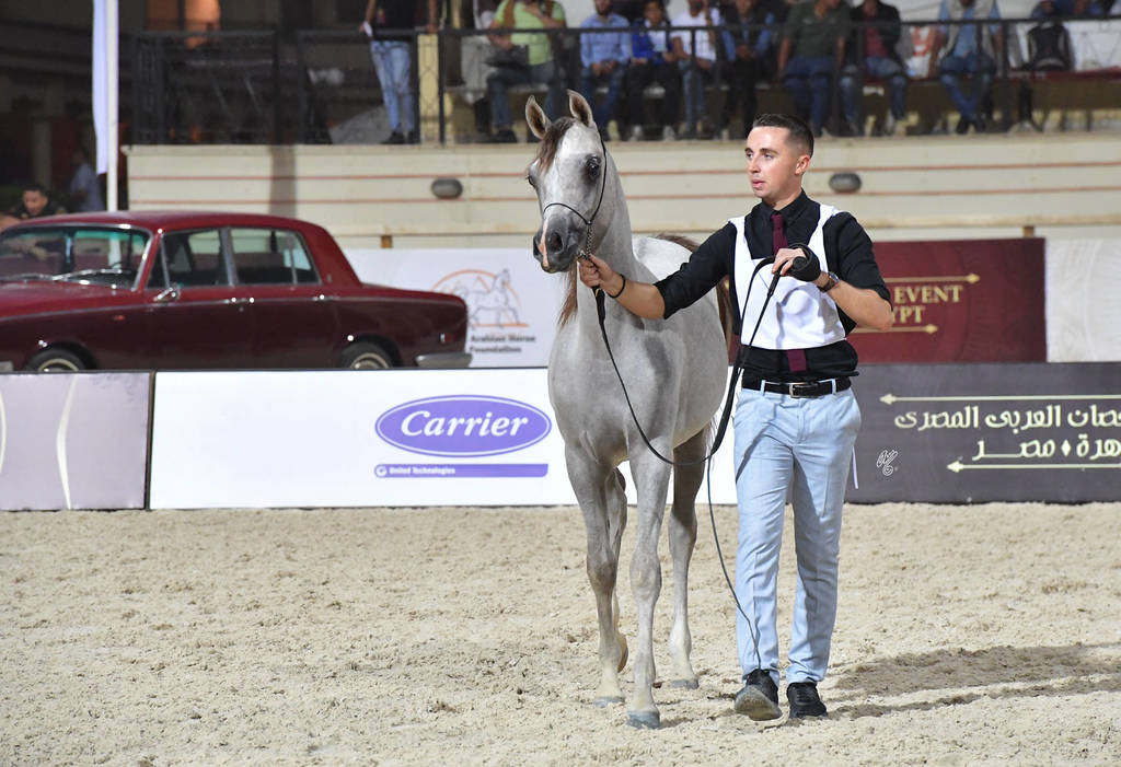 Yearling Colt:  Nawwaf El Farida