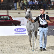 Yearling Colt:  Nawwaf El Farida