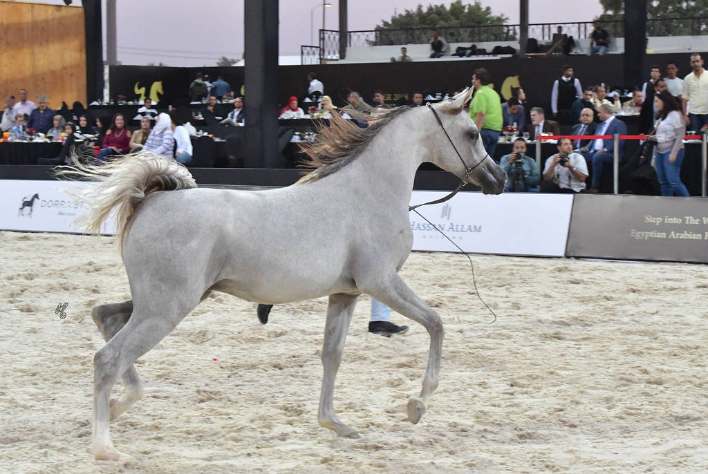 Yearling Colt:  Nawwaf El Farida