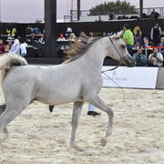 Yearling Colt:  Nawwaf El Farida