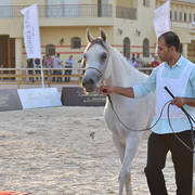 Yearling Filly: Rahiba Al Qaskr Al Malky
