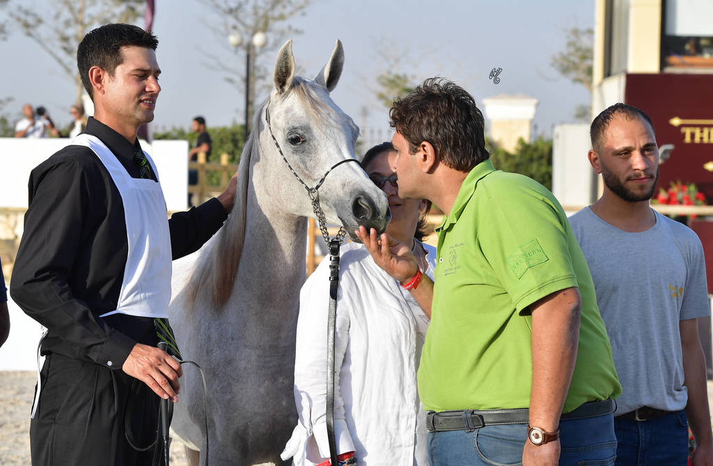 Yearling Filly: Sayeda Badrawi