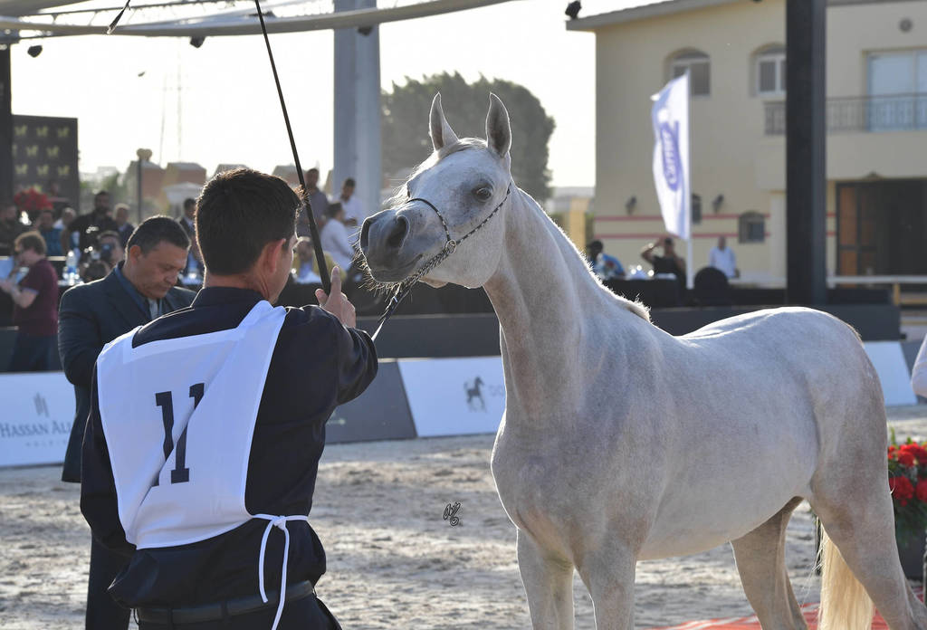Yearling Filly: Sayeda Badrawi