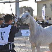 Yearling Filly: Sayeda Badrawi