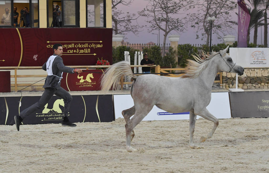 Yearling Filly: Sayeda Badrawi