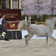 Yearling Filly: Sayeda Badrawi