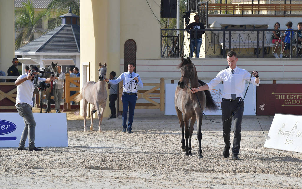 Yearling Filly: Zahrah Albadeia