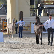 Yearling Filly: Zahrah Albadeia