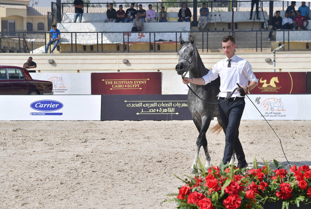 Two Year Old Fillies: Lelah Albadeia