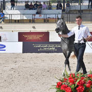 Two Year Old Fillies: Lelah Albadeia