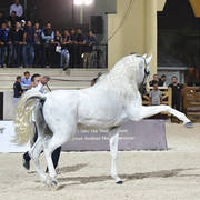 Lisa Abraham: The 2018 Egyptian Event ~ Cairo Photo Gallery