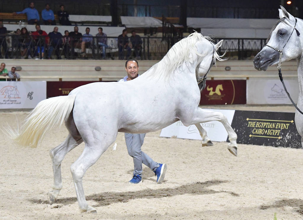 Lisa Abraham: The 2018 Egyptian Event ~ Cairo Photo Gallery