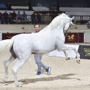 Lisa Abraham: The 2018 Egyptian Event ~ Cairo Photo Gallery