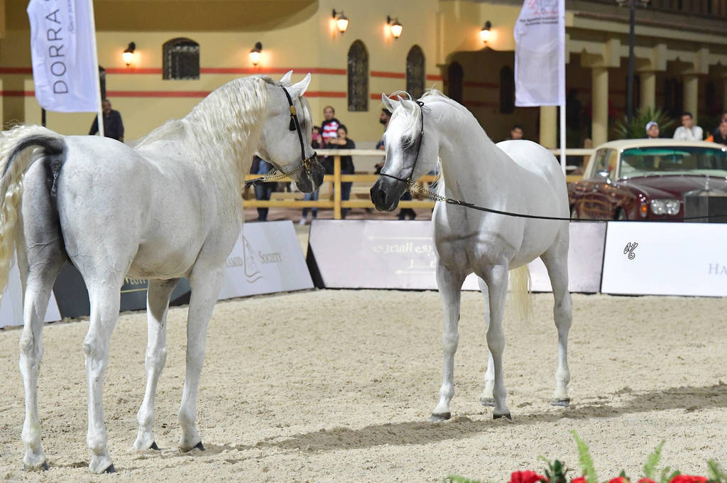 Lisa Abraham: The 2018 Egyptian Event ~ Cairo Photo Gallery