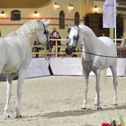 Lisa Abraham: The 2018 Egyptian Event ~ Cairo Photo Gallery