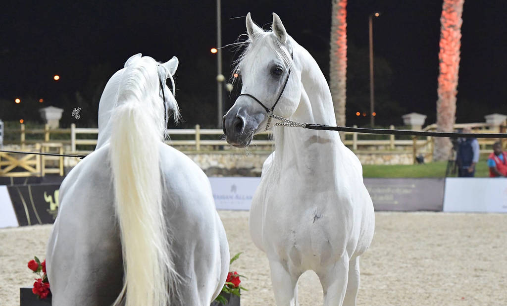 Lisa Abraham: The 2018 Egyptian Event ~ Cairo Photo Gallery