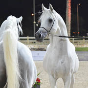 Lisa Abraham: The 2018 Egyptian Event ~ Cairo Photo Gallery