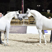 Lisa Abraham: The 2018 Egyptian Event ~ Cairo Photo Gallery